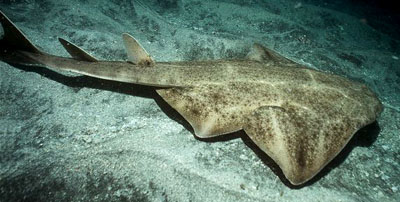 软骨鱼纲 Chondrichthyes 蓝色动物学(中国动物学科普)
