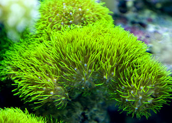 珊瑚纲Anthozoa 蓝色动物学（中国动物学科普）