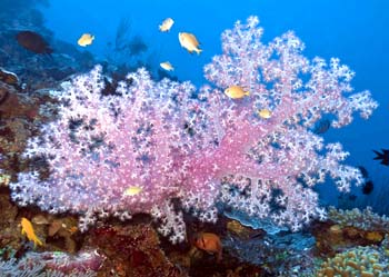 珊瑚纲Anthozoa 蓝色动物学（中国动物学科普）